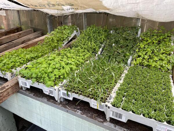 260322 Stadslandbouw